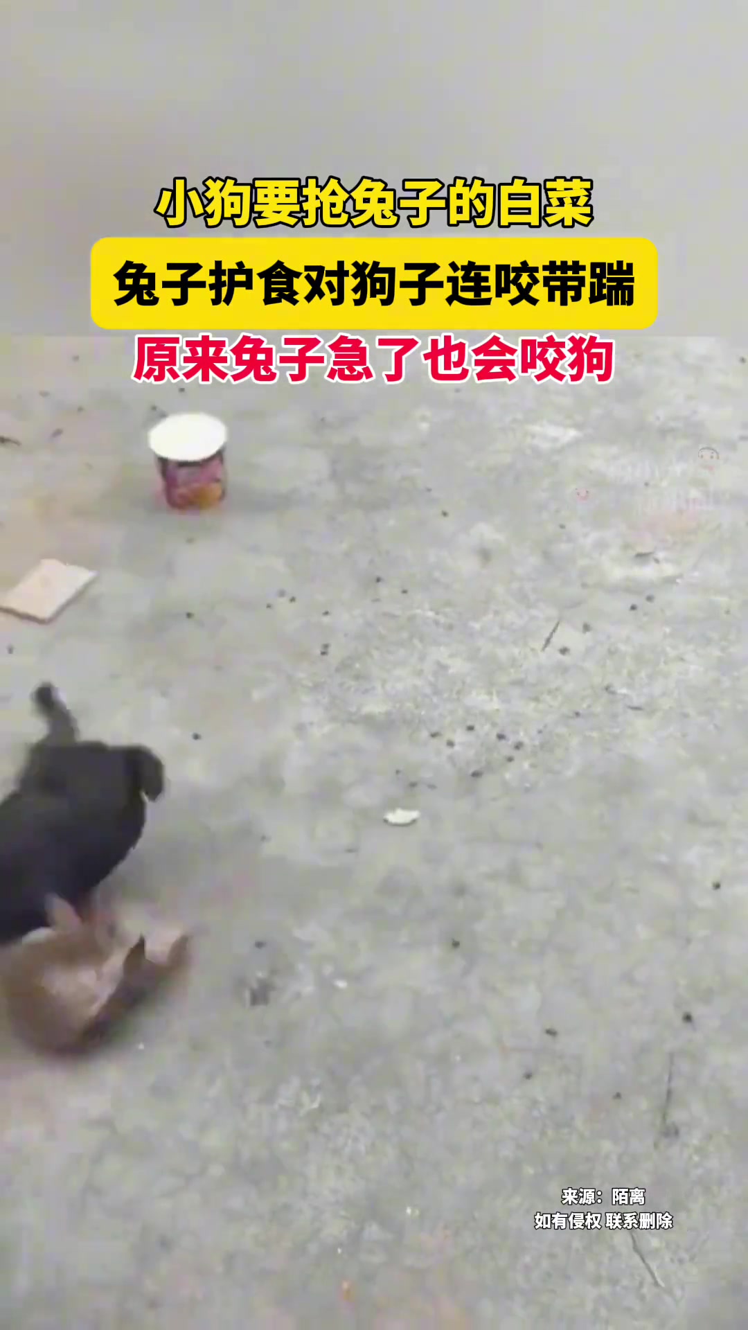 狗子等半年再来报仇