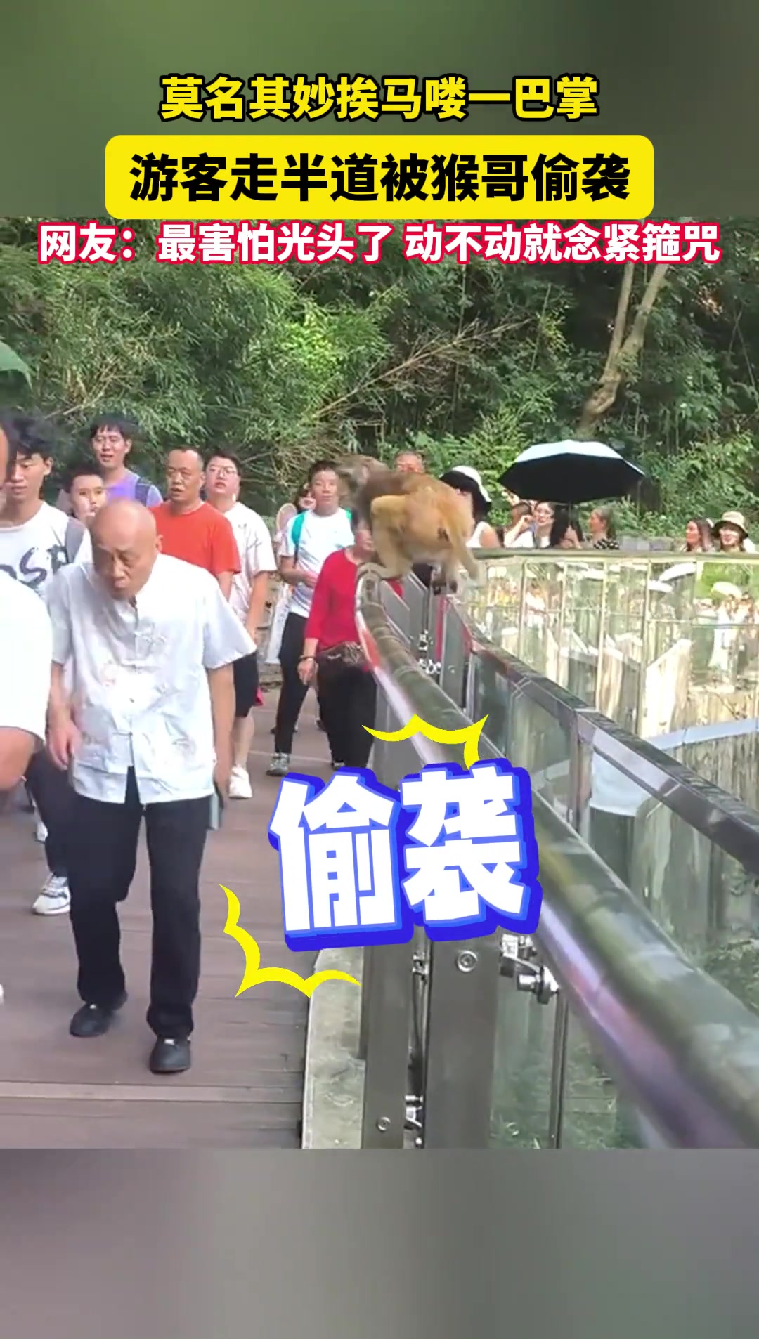 刺激！大爷逛黔灵山公园，莫名其妙挨吗喽一巴掌