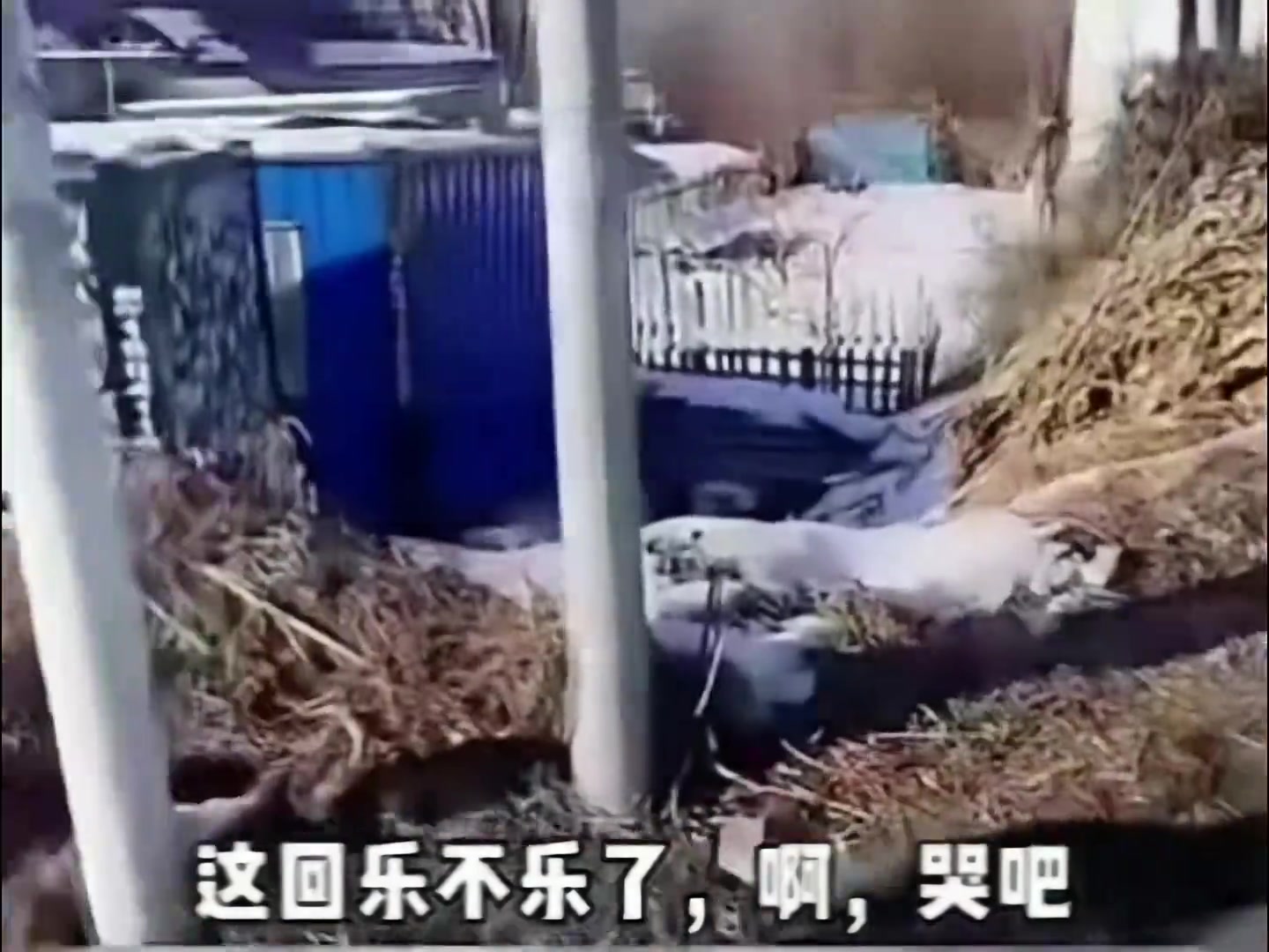 出事前：老头乐坏了出事后：老头乐坏了