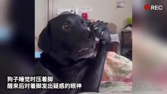 狗不是哥们，你哪来的
