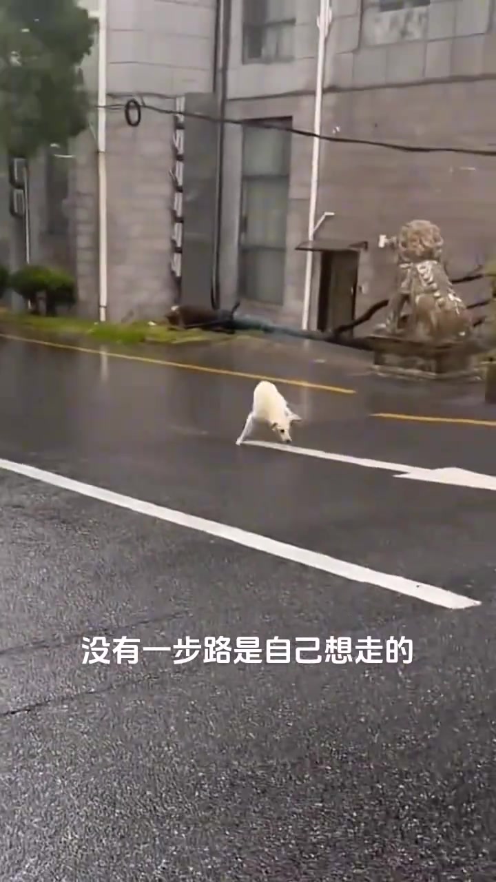 狗狗也会太空漫步