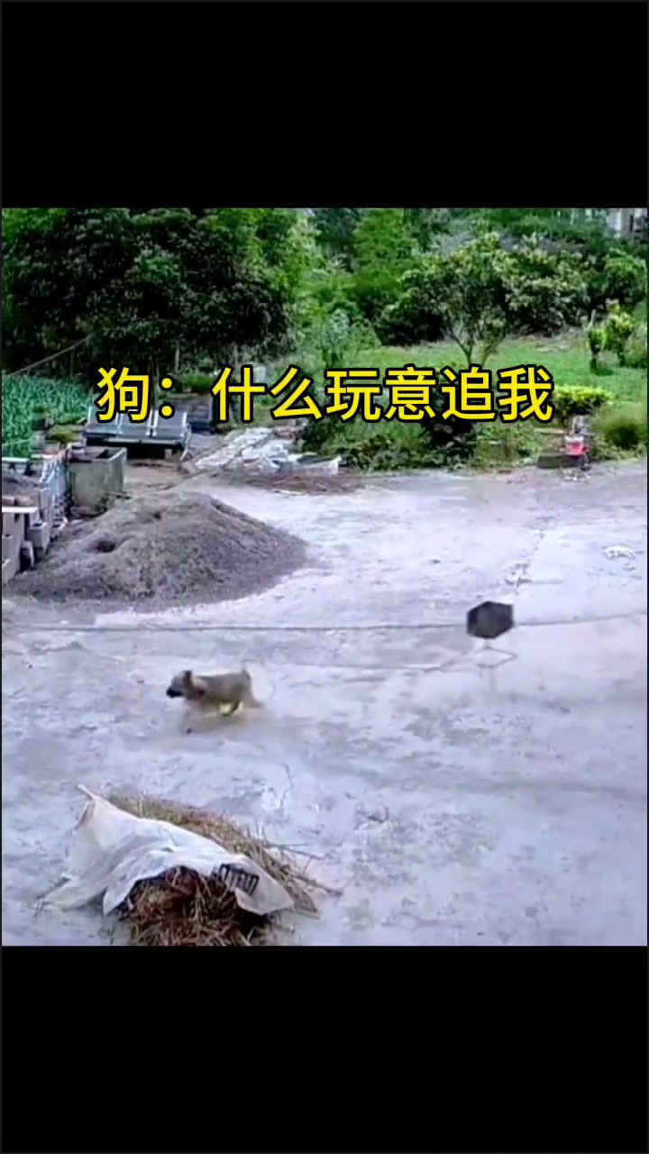 越拉越响越响越怕越怕越跑越跑越响