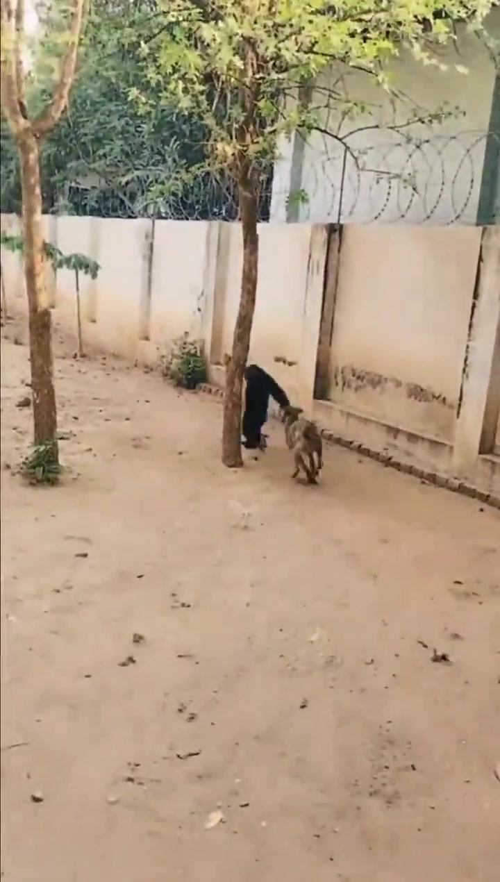 让这猴子背上车贷房贷，它就没这么闲了