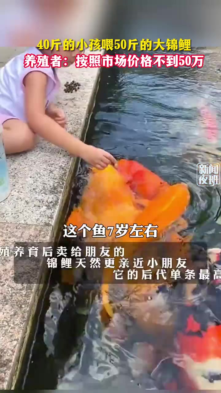你说什么这鱼要几十万