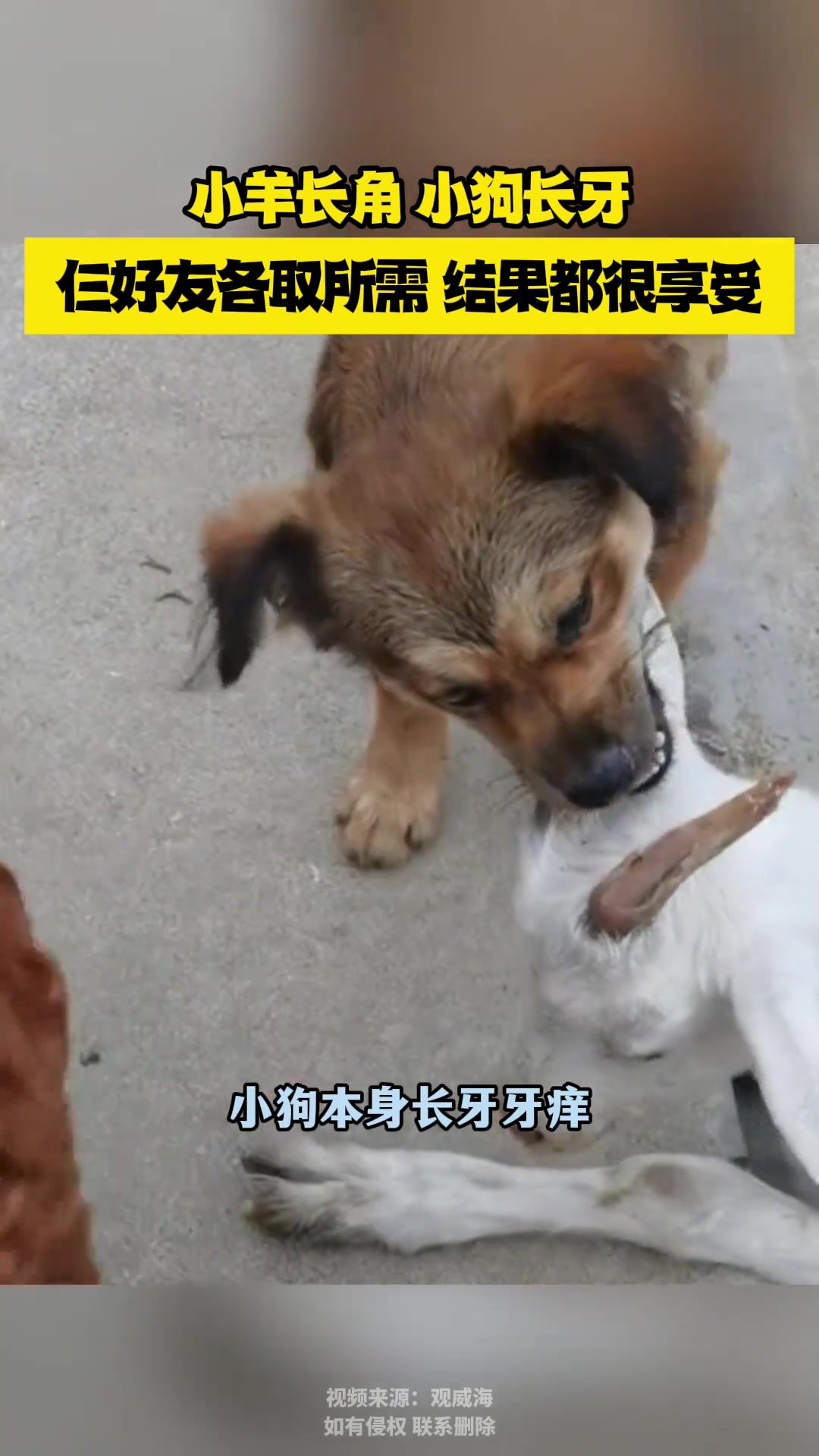 小羊长角、小狗长牙，仨好友各取所需，结果都很享受