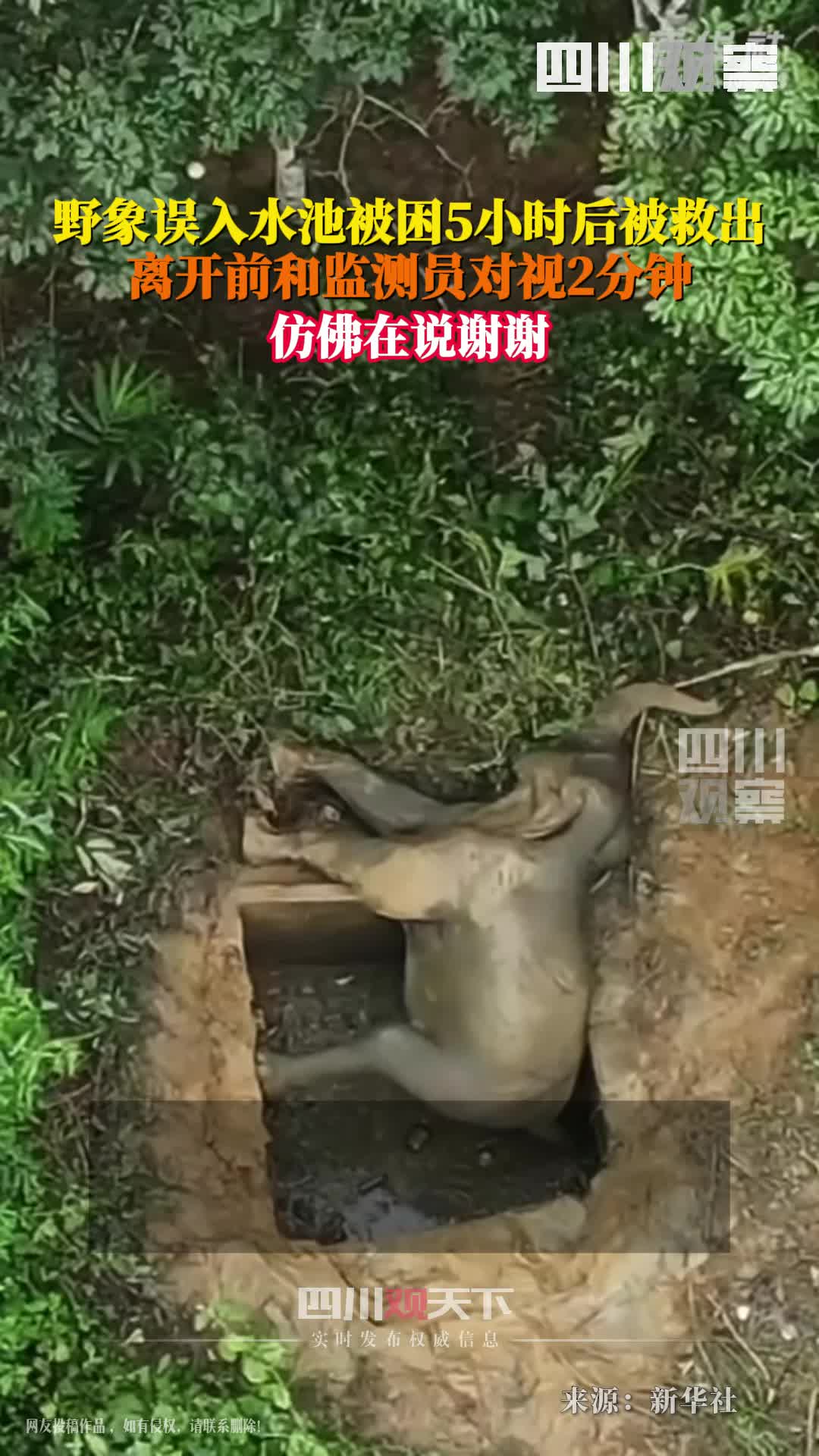 2.5吨重！雌性野象被困水池多单位5小时救出！