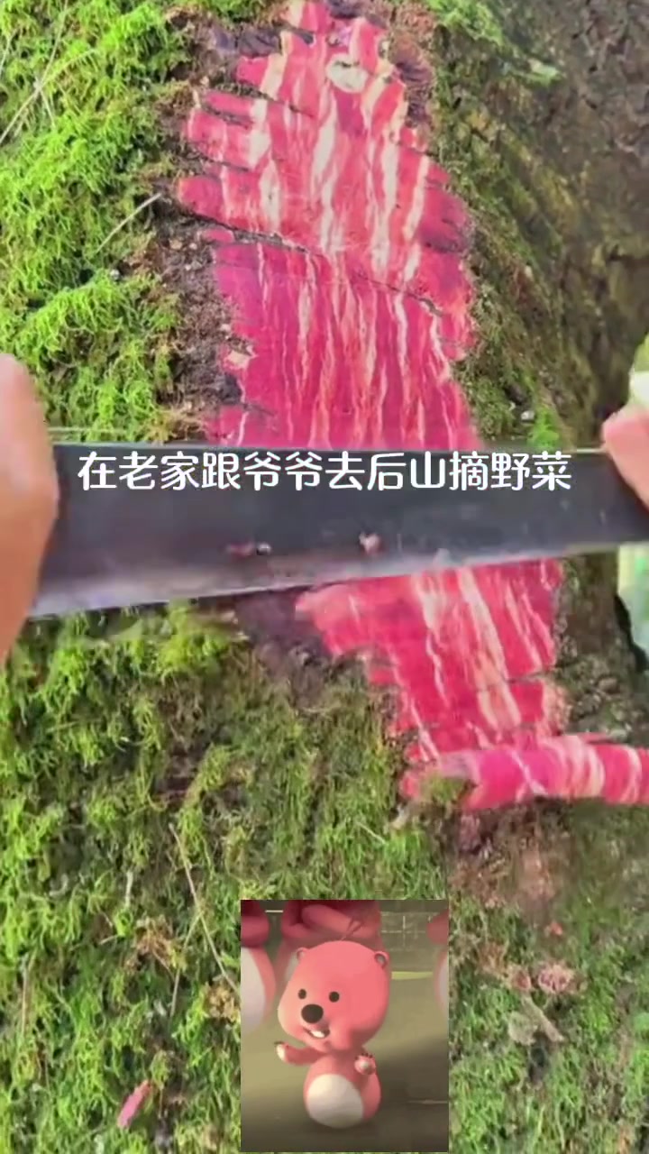 树上长和牛肉卷了！感觉这树挺刑的！
