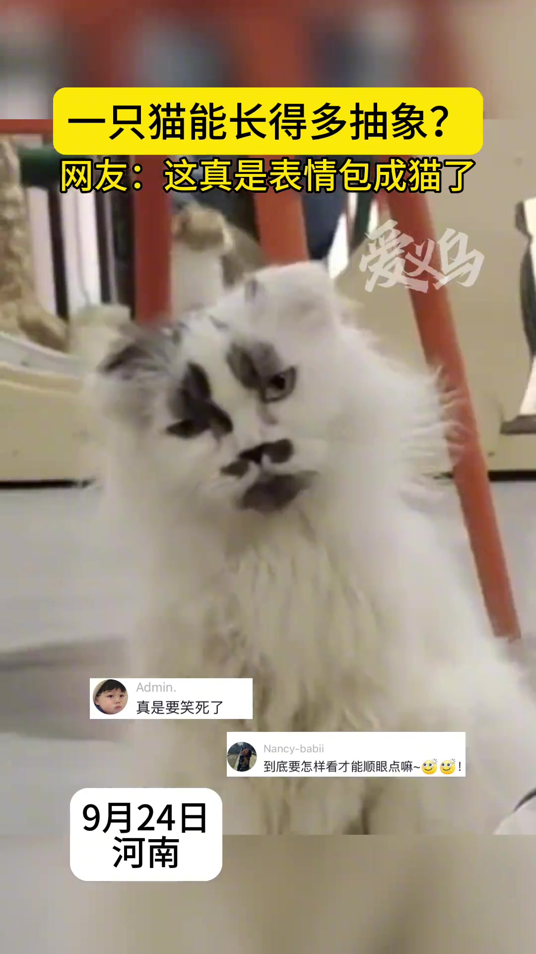 一只猫能长得多抽象这真是表情包成猫了