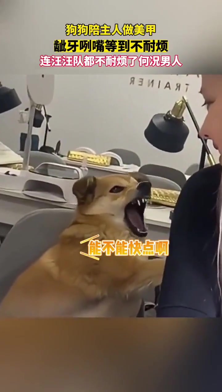 狗子的心思都写在脸上