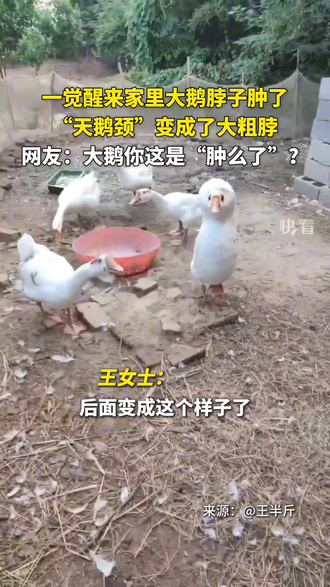 一觉醒来家里大鹅脖子肿了，“天鹅颈”变成了大粗脖