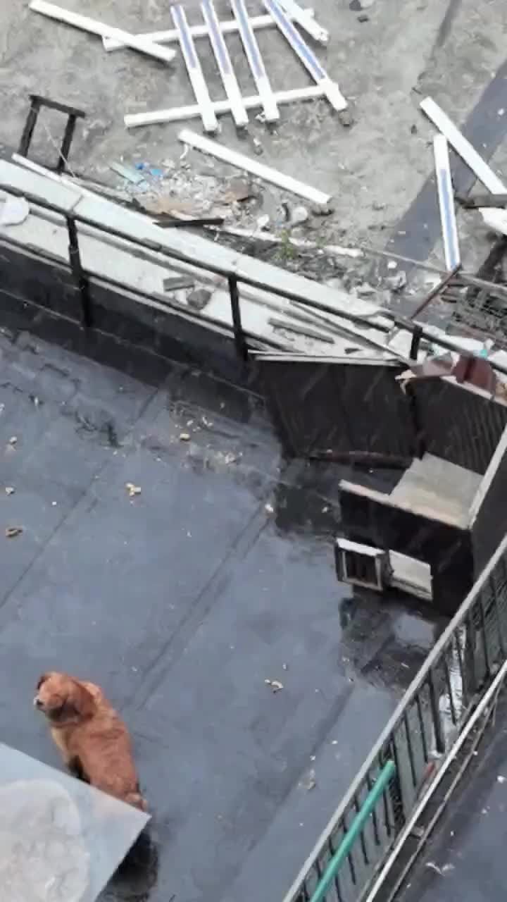 这狗还挺讲究，墙都没了还从小门进