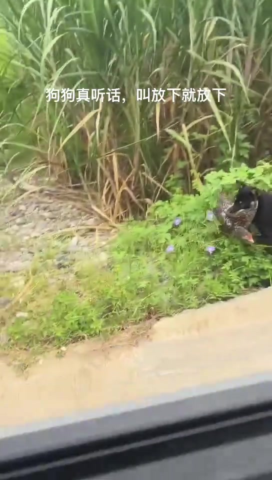 路过狗狗打得猎物回来、半路打劫狗狗
