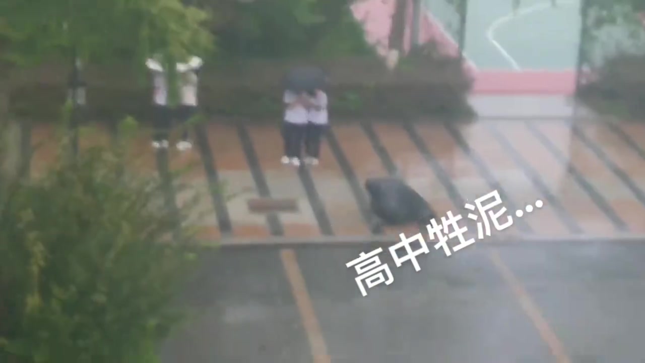 忍不住化身一只固执的海豹