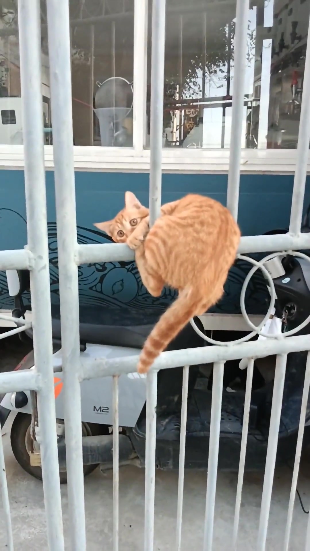 猫你看啥啊没见过三脚猫功夫啊