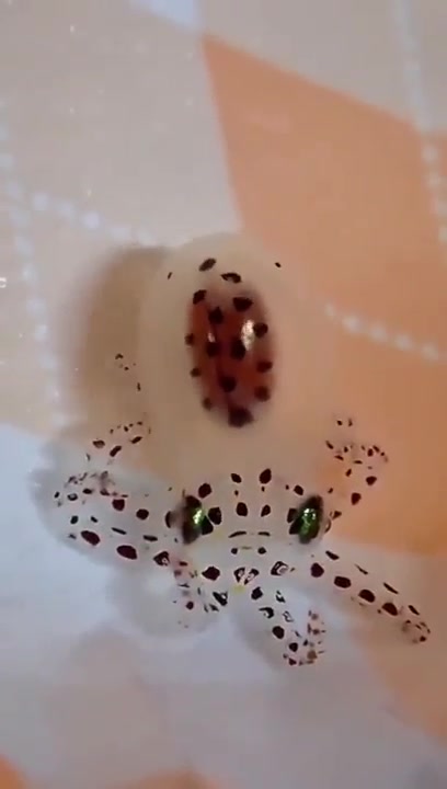 第一次见！以防大家没见过章鱼宝宝走路的样子！