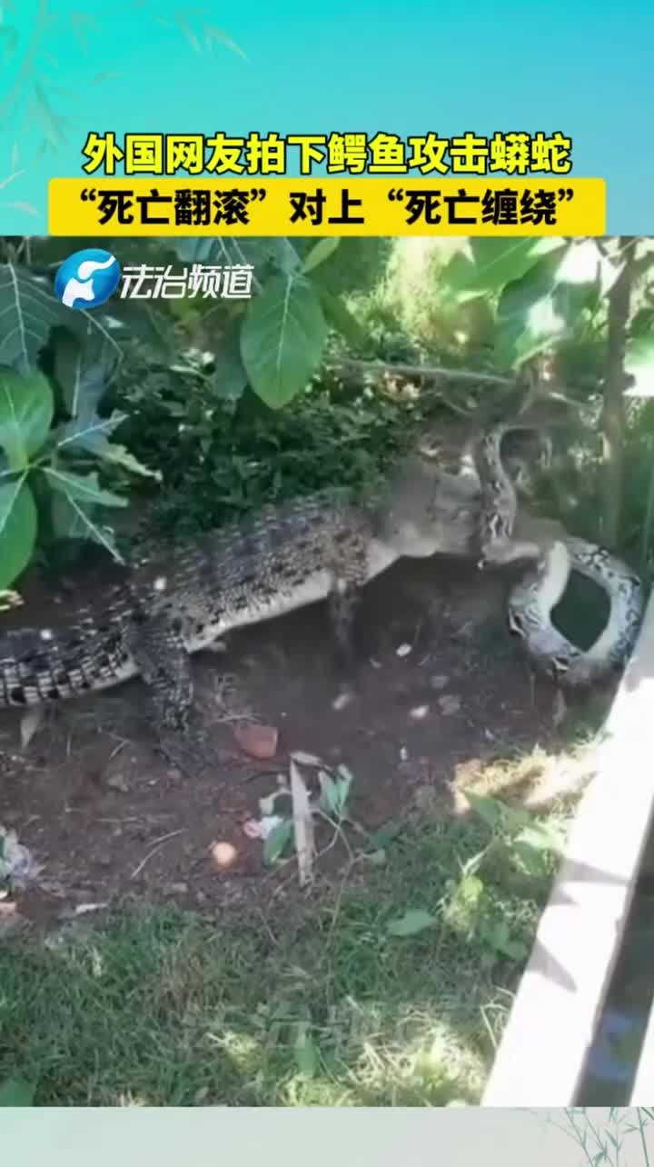 外国网友拍下鳄鱼攻击蟒蛇，“死亡翻滚”对上“死亡缠绕”