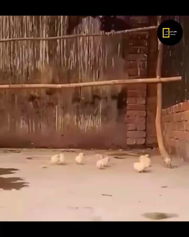 现实版老鹰捉小鸡