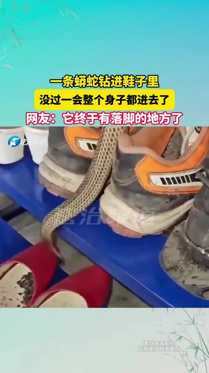 一条蟒蛇钻进鞋子里，没过一会整个身子都进去了！