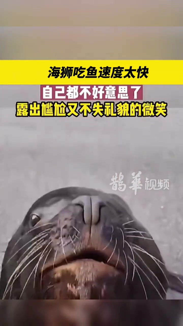 海狮吃鱼速度太快，自己都不好意思了