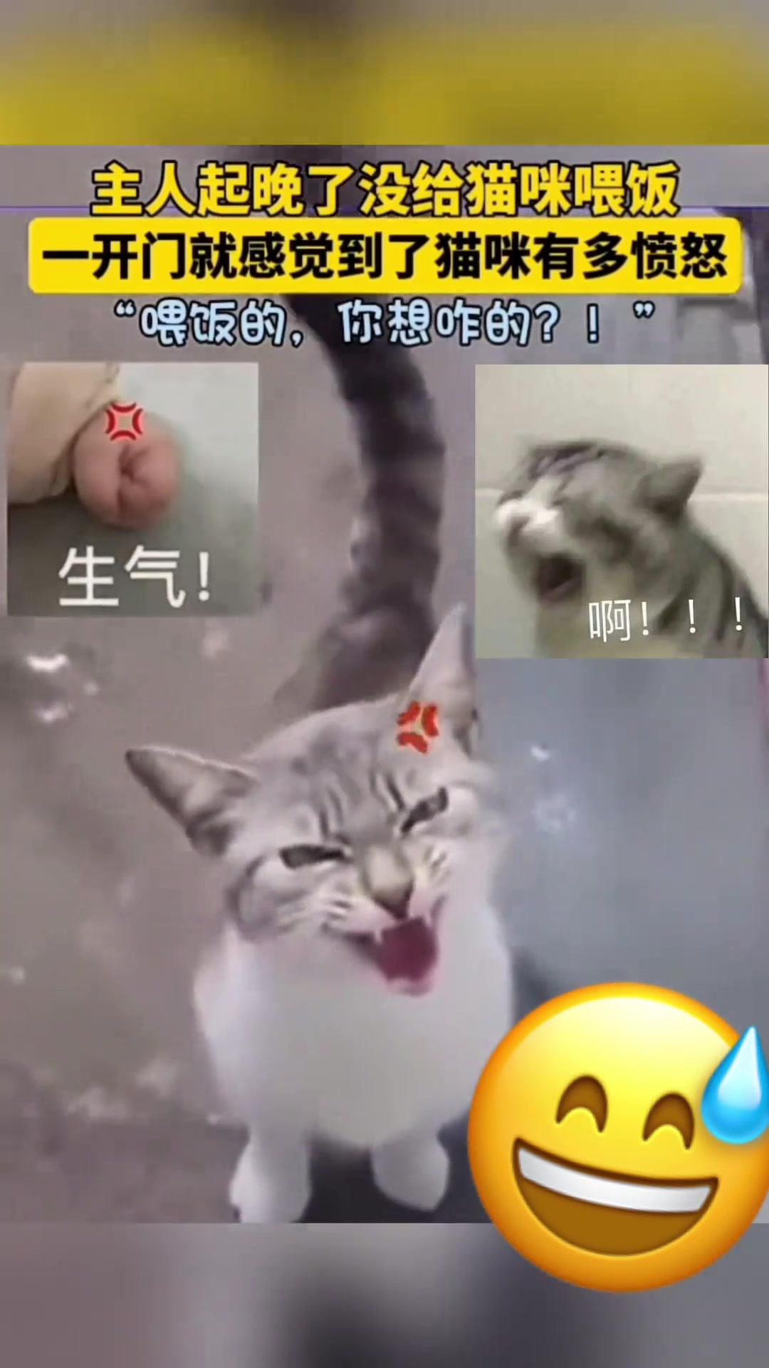 主人起晚了没给猫咪喂饭猫猫很愤怒！
