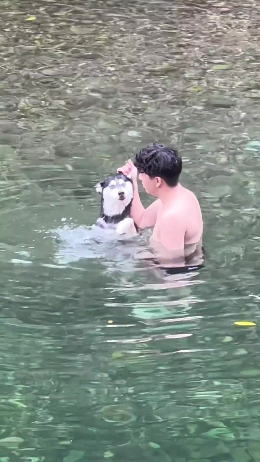 搞笑二哈追大鹅