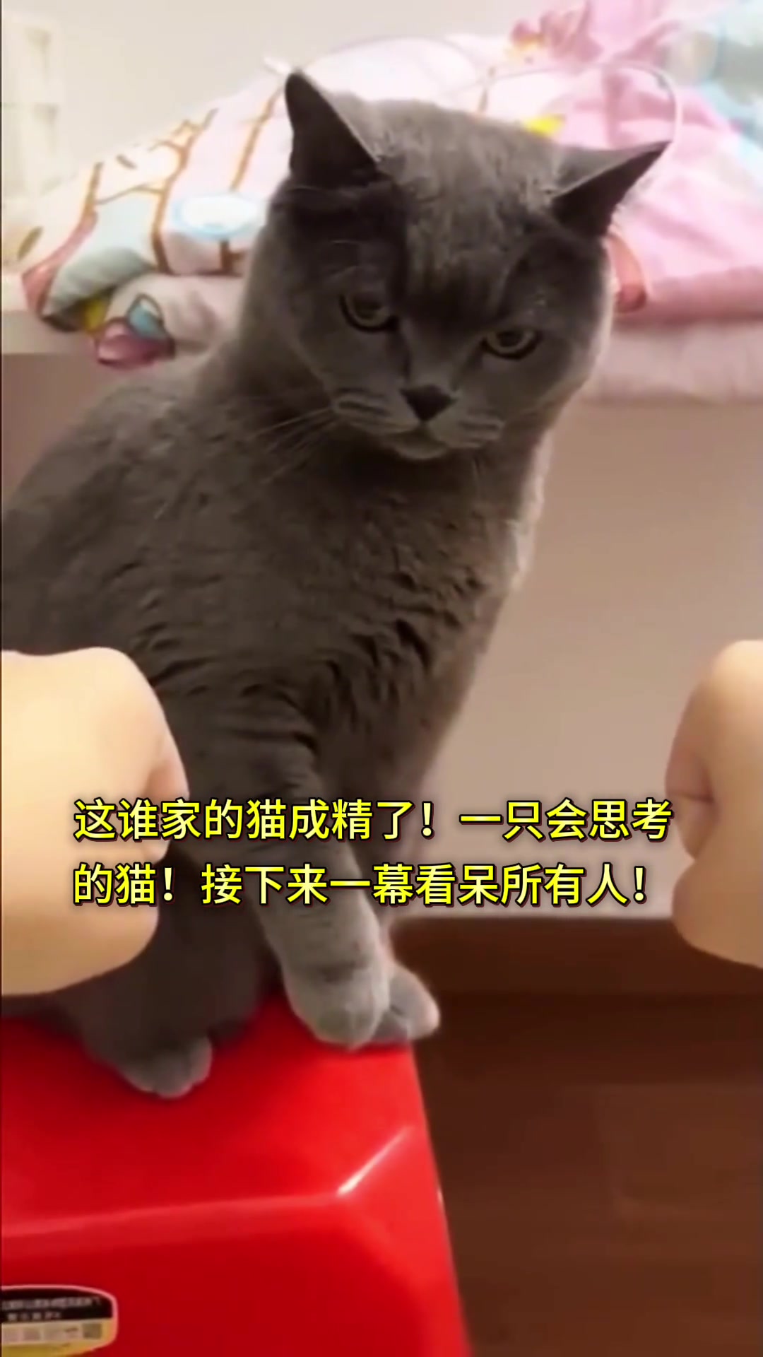 这只猫简直成精了！一只会思考的猫猫