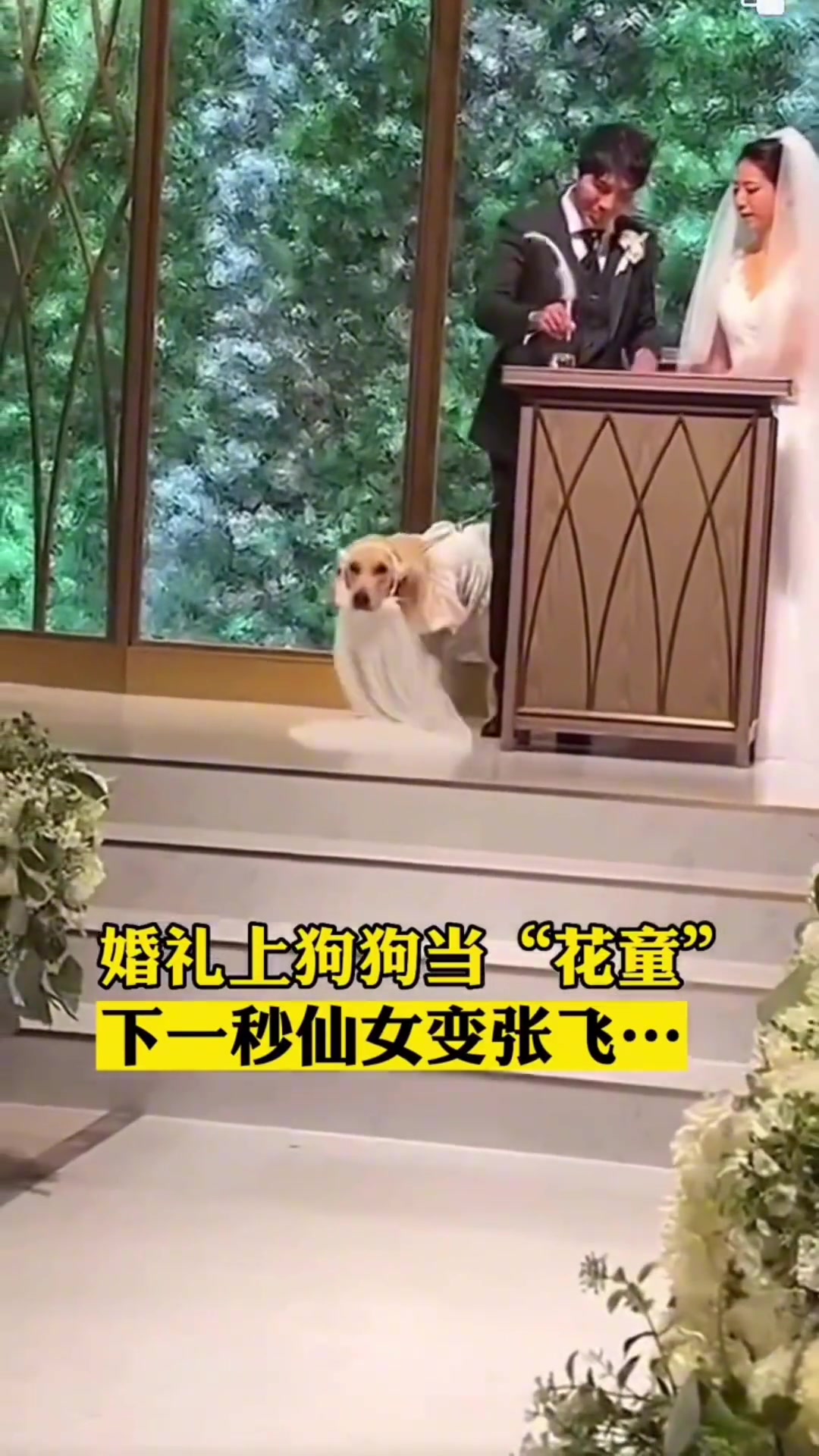 婚礼上狗狗当“花童”下一秒仙女变张飞