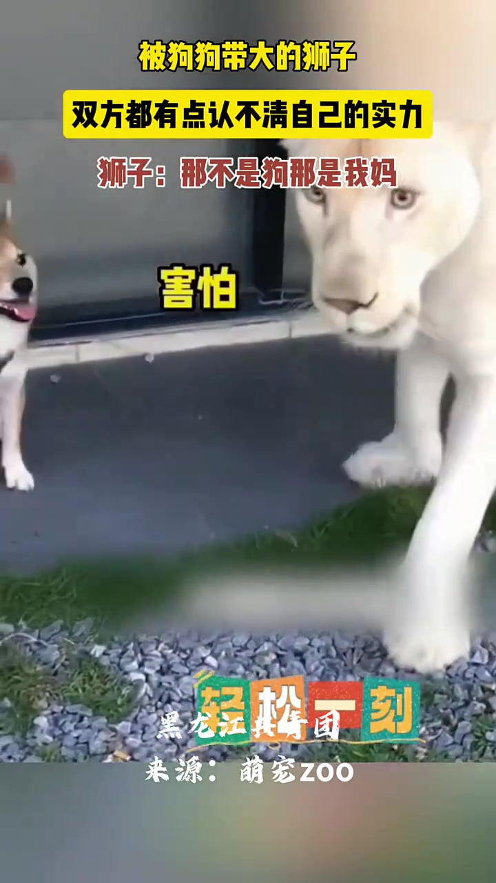 被狗子带大的狮子双方都有点认不清自己的实力