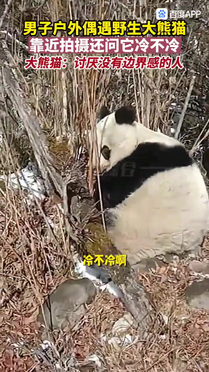 男子户外偶遇野生大熊猫靠近拍摄还问他冷不冷