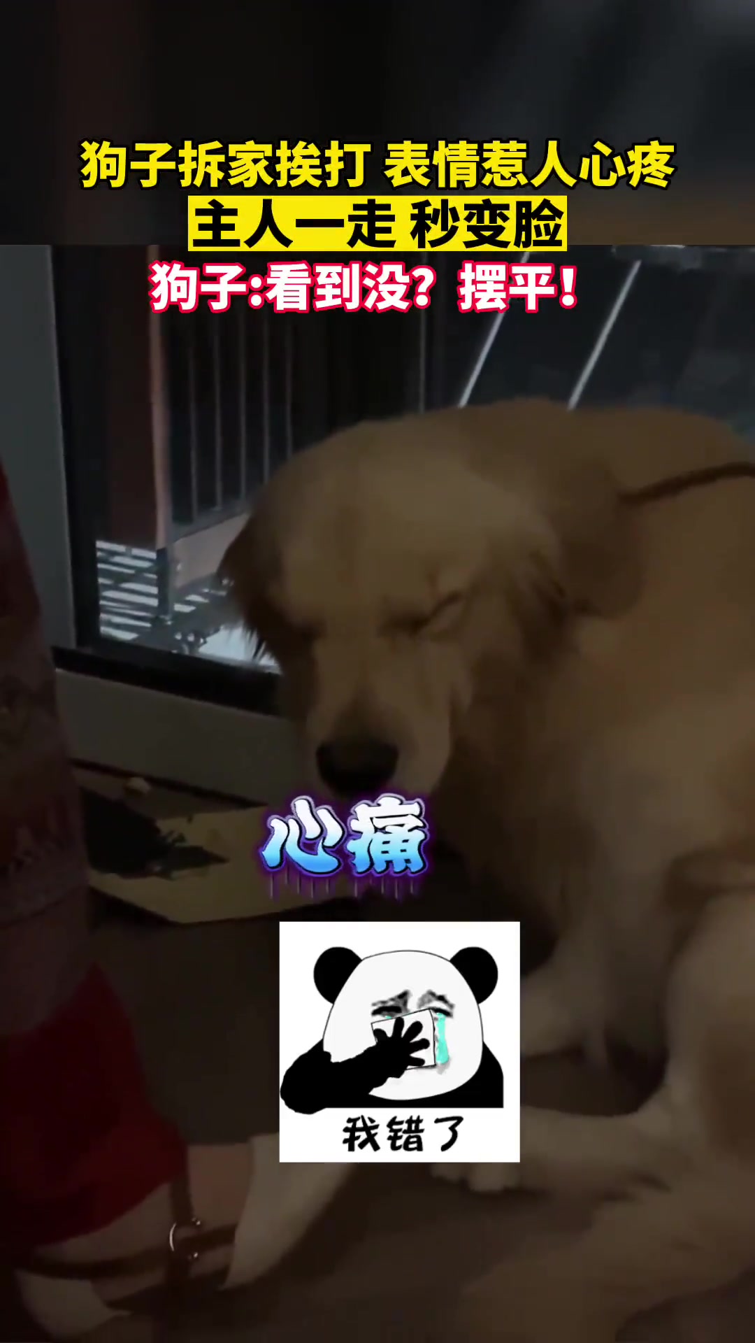 狗子拆家挨打表情惹人心疼