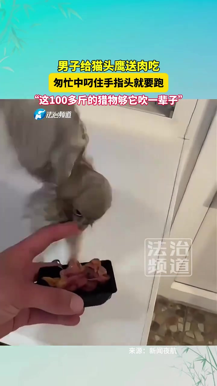 男子给猫头鹰送肉吃，匆忙中叼住手指头就要跑