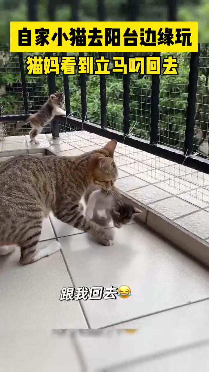 自家小猫在阳台边缘玩，猫妈看到立马叼回去