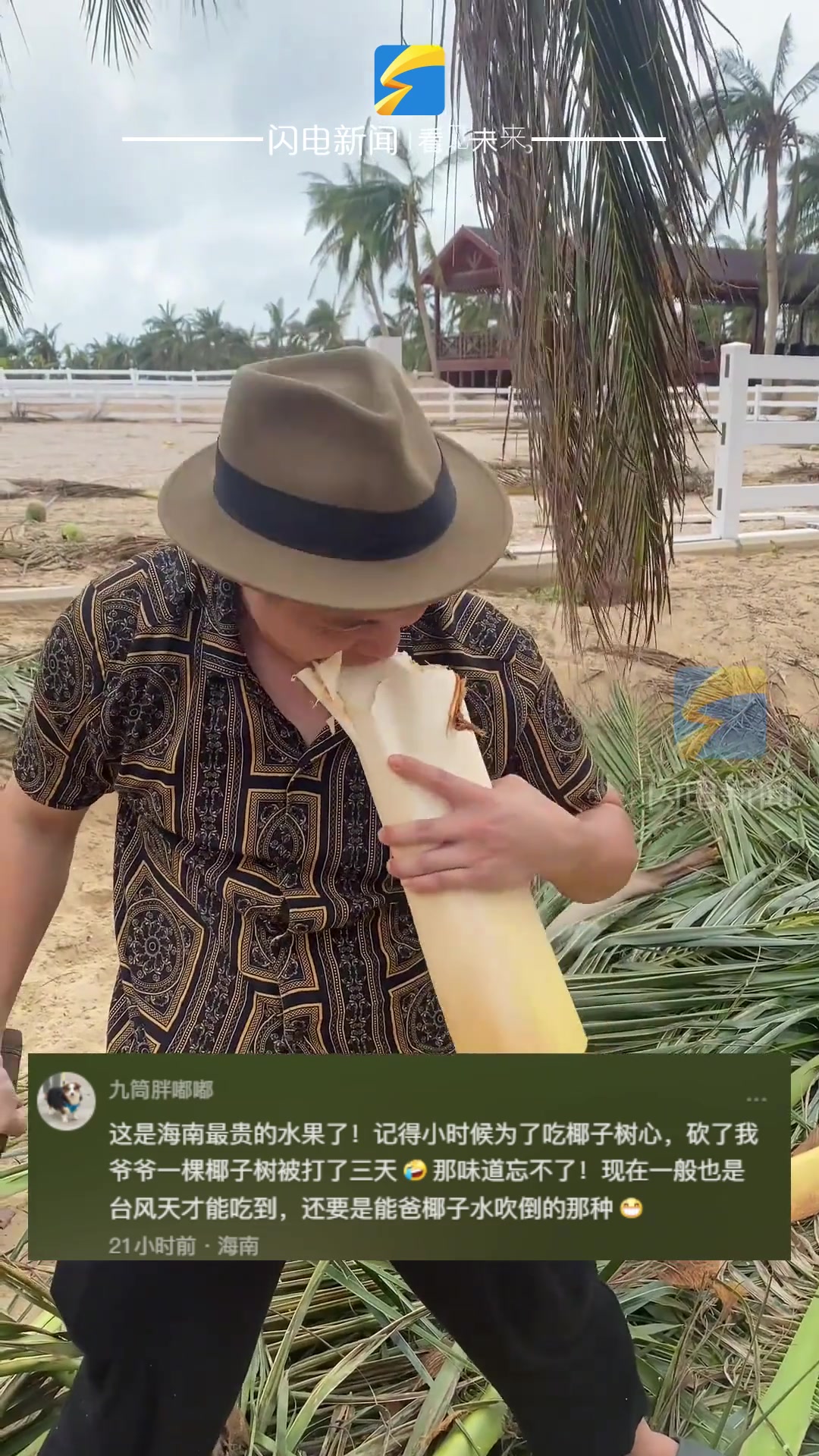 树芯也能吃吗台风“摩羯”过后海南人纷纷开炫椰子树芯！