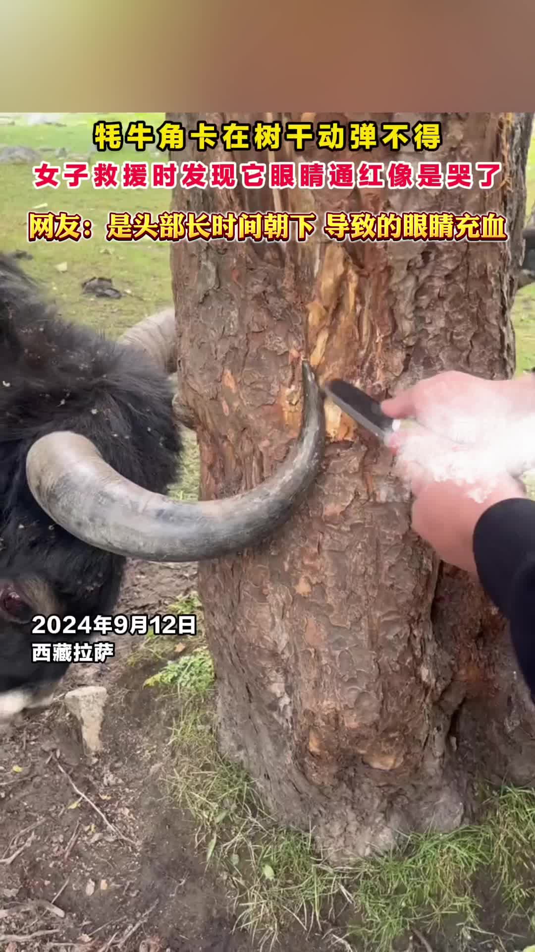 人美声甜的女士！万物有灵，好人有好报！