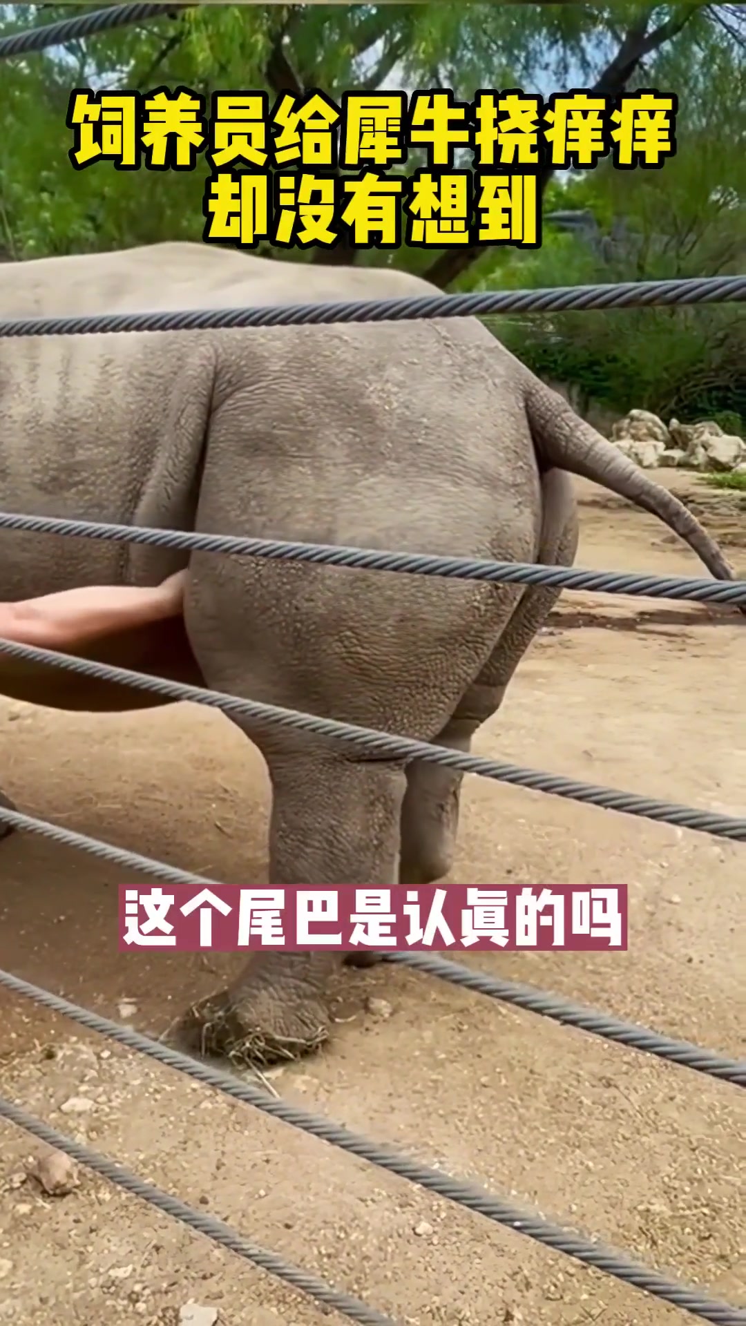 尾巴敲上天！饲养员给犀牛挠痒，没想到......