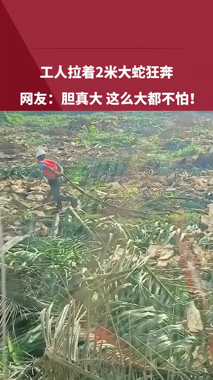 工人拉着2米大蛇狂奔惊呆网友！胆真大