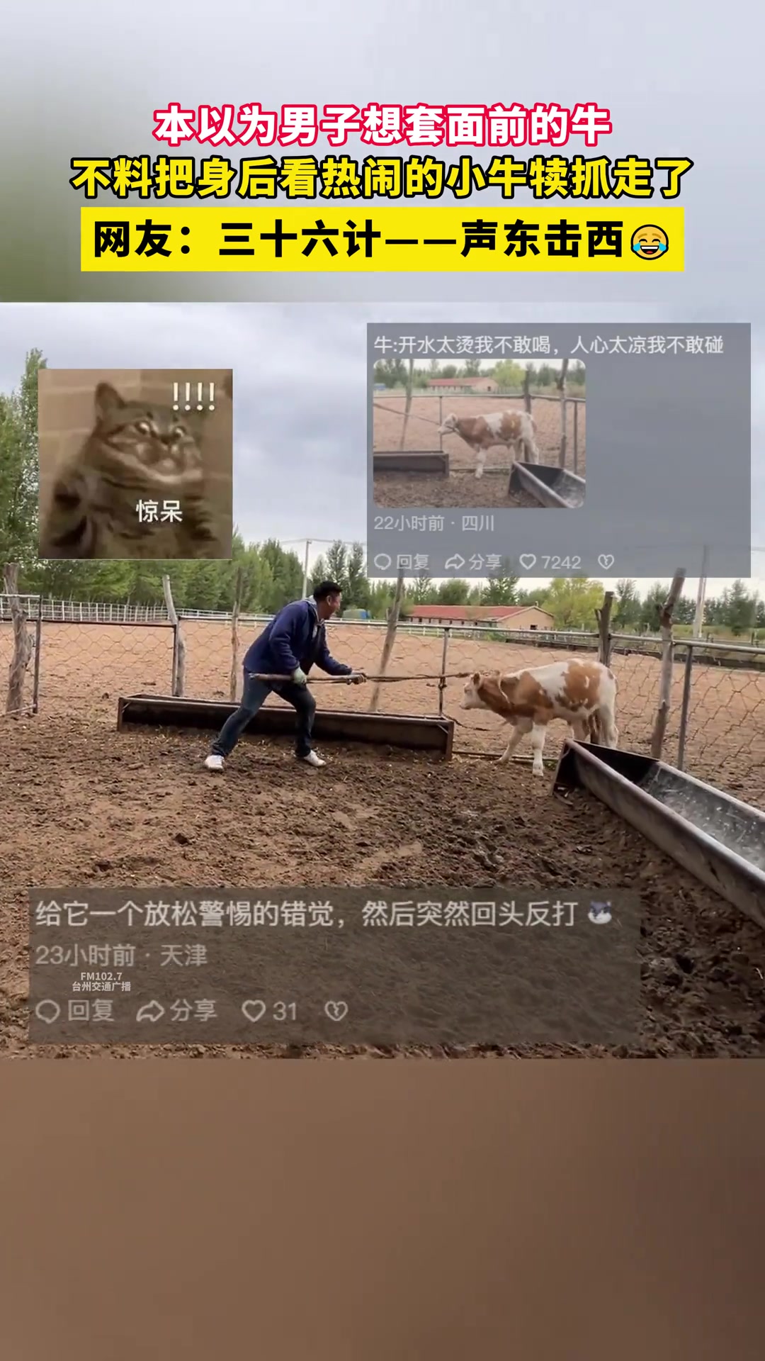 本以为男子想套面前的牛不料把身后看热闹的小牛犊抓走了