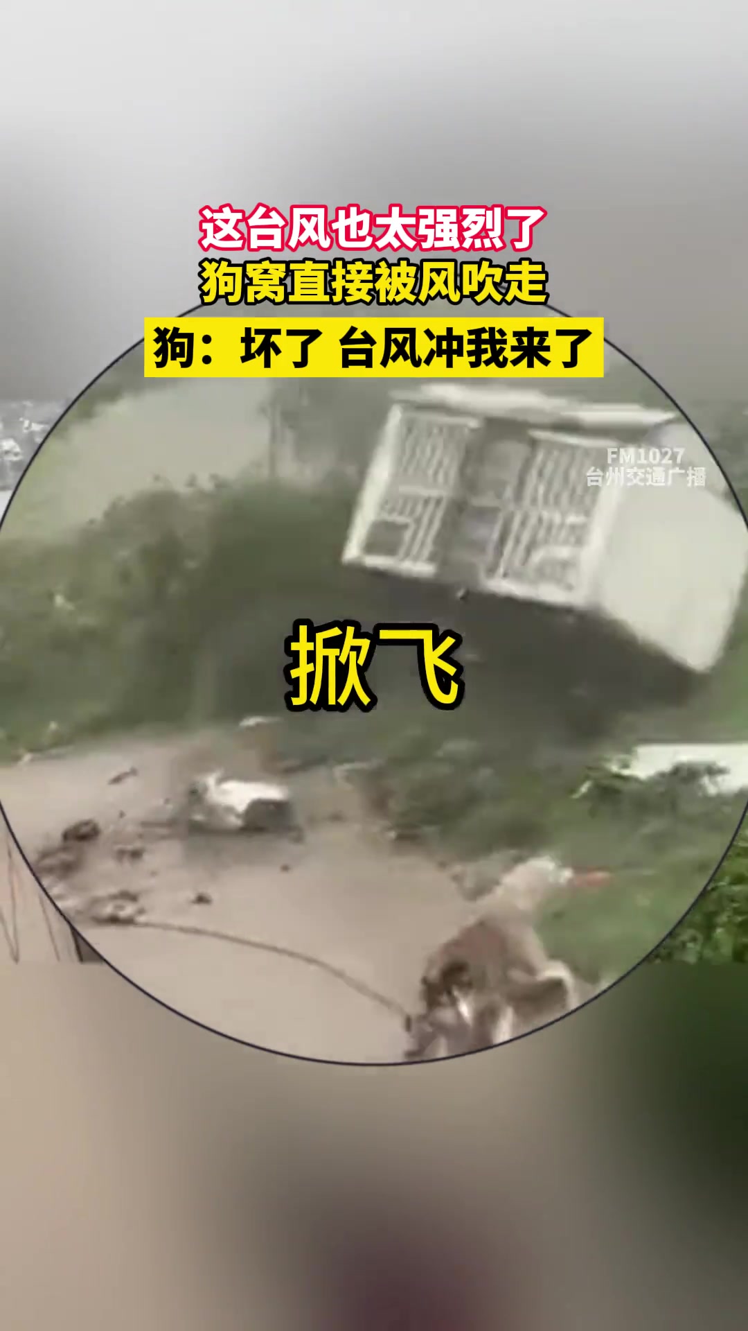 狗：坏了台风冲我来了
