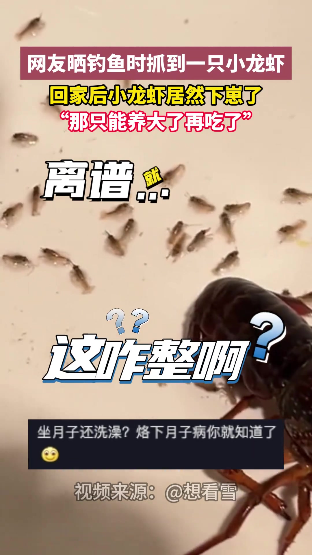 网友晒钓鱼时抓到一只小龙虾回家后小龙虾居然下崽了