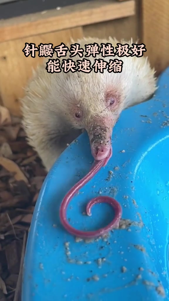 针鼹视力不好，但这舌头真灵活！