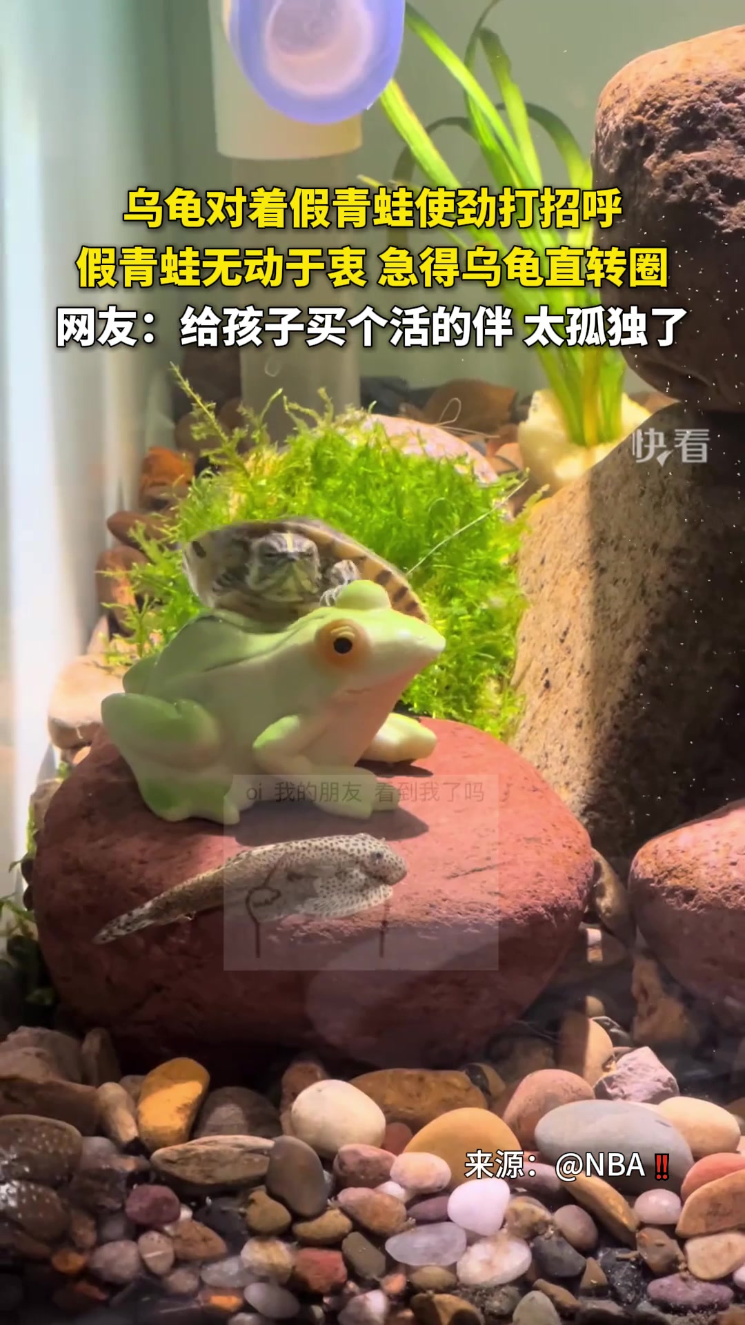 乌龟对着假青蛙使劲打招呼！网友：喜欢二次元的死宅！