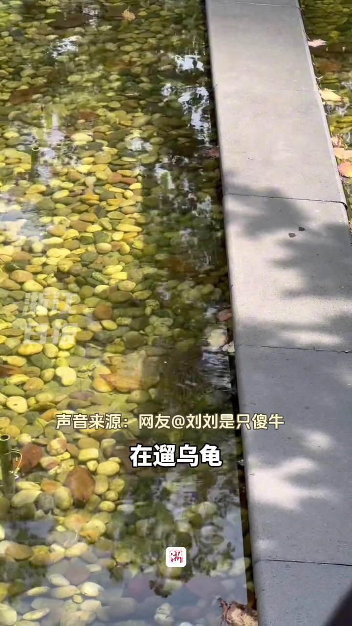 女生偶遇一阿姨在水池遛乌龟阿姨一喊聪明小龟就会慢慢游过来