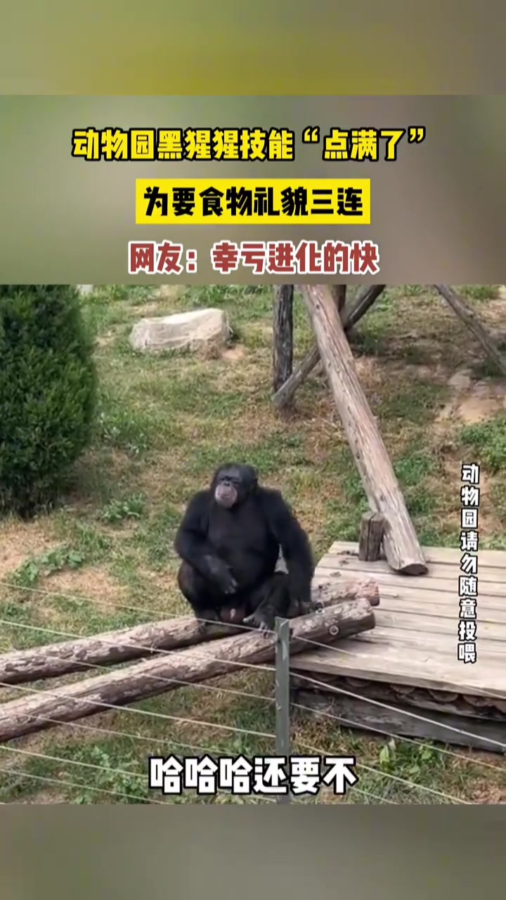 动物园黑猩猩技能”点满了“，为要食物礼貌三连