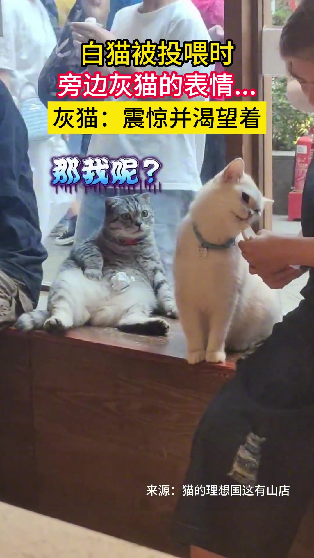 灰猫：天啦啥眼光它那么丑居然喜欢它