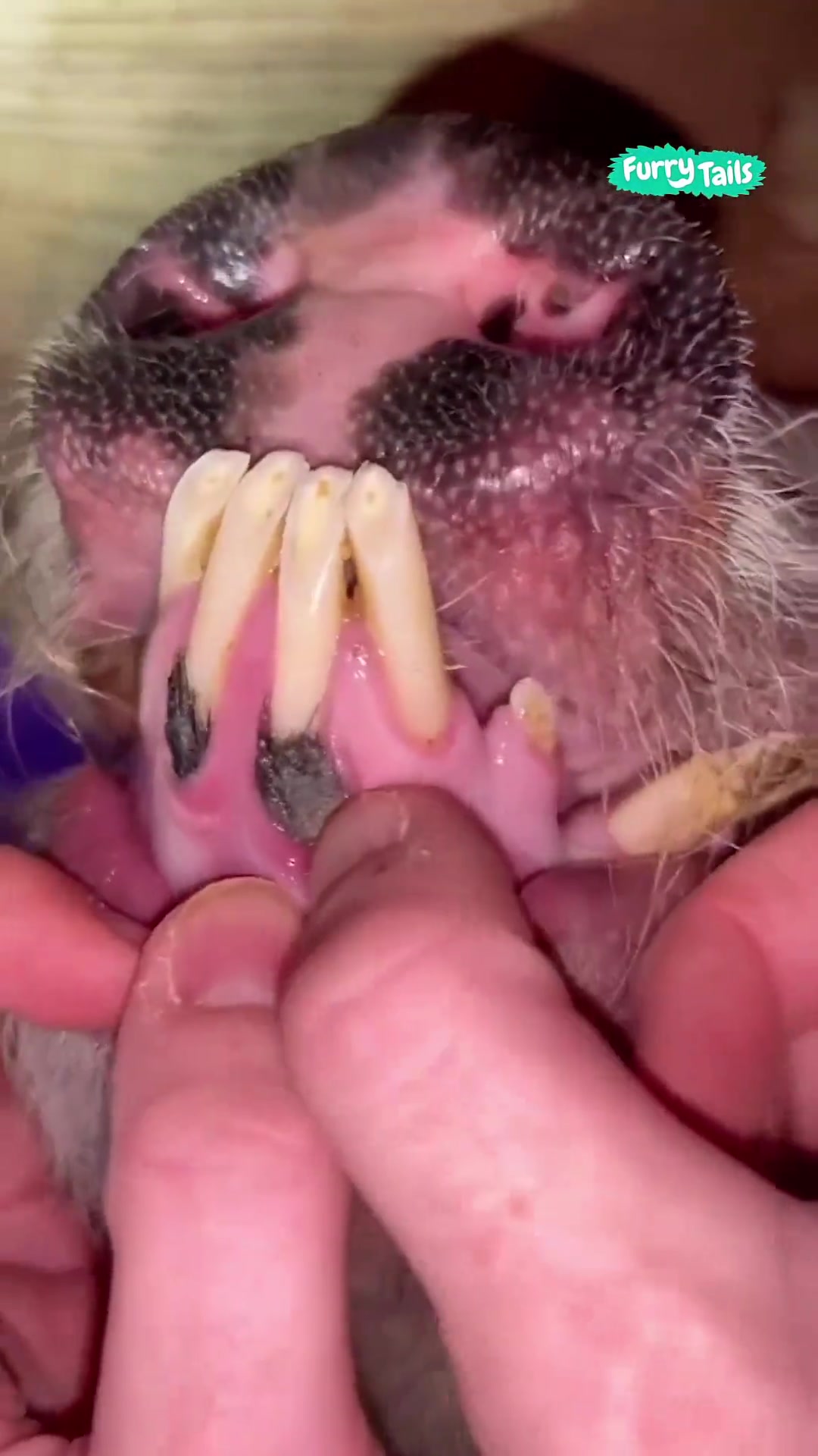 给猪猪剔个牙