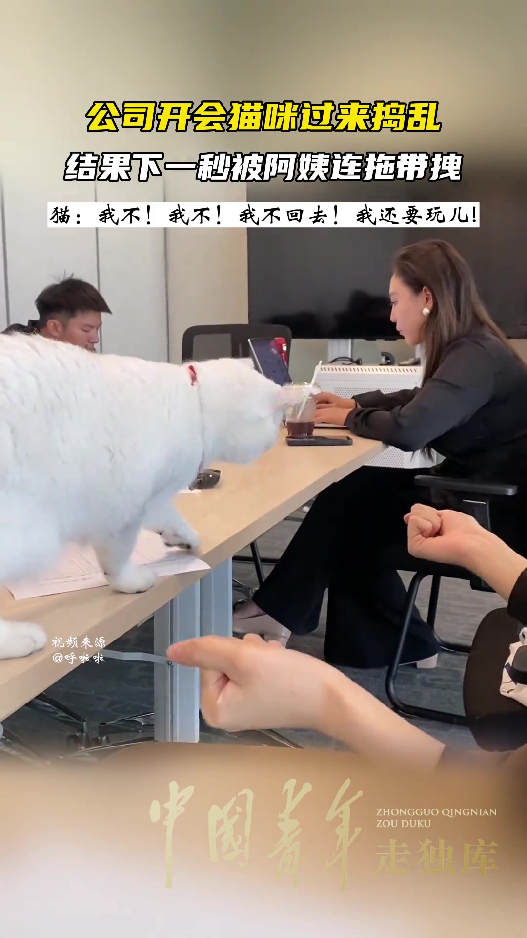 公司开会猫咪过来捣乱，下一秒被阿姨连拖带拽