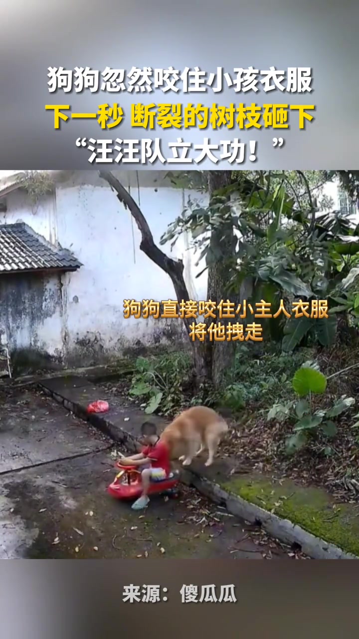 狗狗忽然咬住小孩衣服，下一秒断裂的树枝砸下