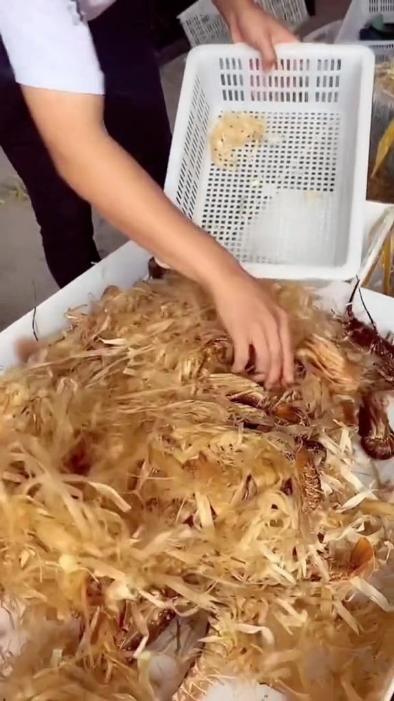龙虾为啥要这样装箱！！