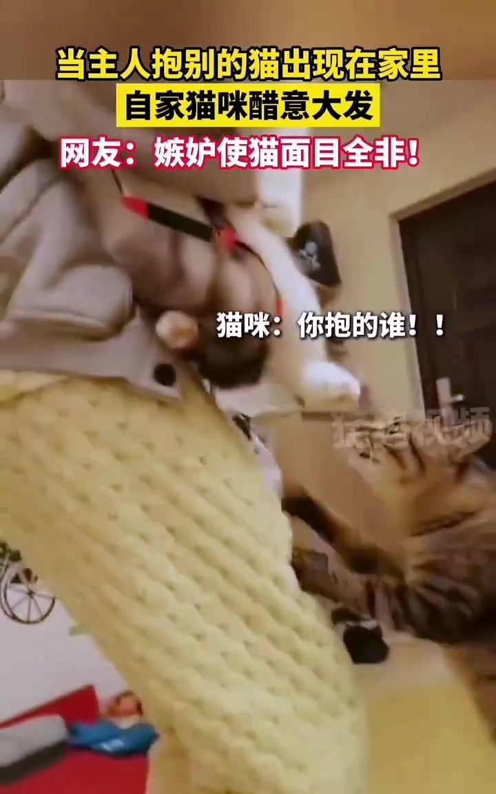 争宠！当主人抱别的猫回家，自家猫醋意大发！
