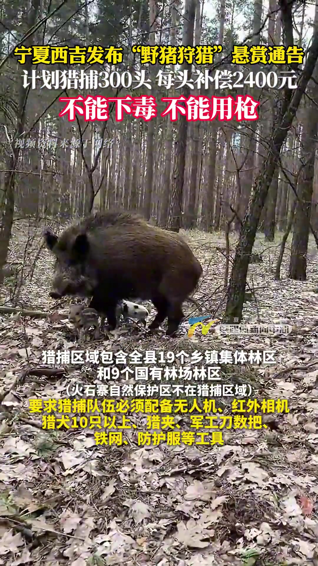 宁夏西吉发布“野猪狩猎”悬赏通告